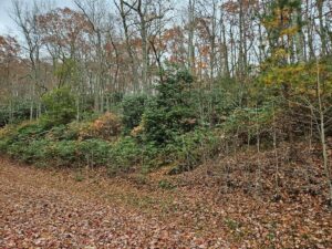 Property photo for land for sale in Tazewell County Virginia