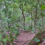 Property photo for land for sale in Levy County Florida