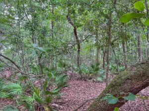 Property photo for land for sale in Levy County Florida