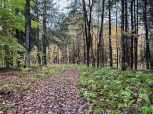 Property photo for land for sale in Oneida County New York