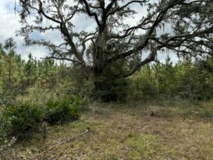 Property photo for land for sale in Columbia County Florida