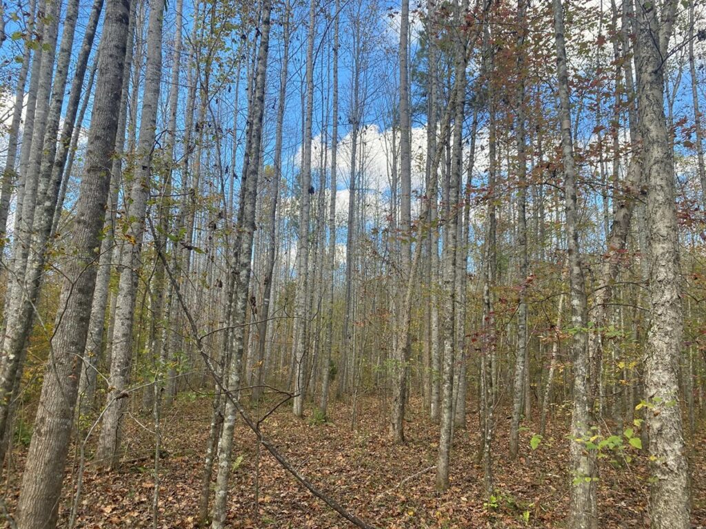 Property photo for land for sale in Hardin County Tennessee