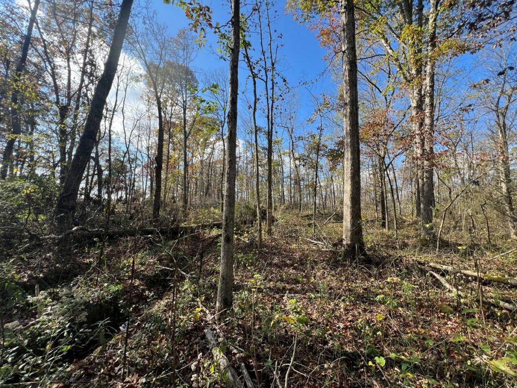 Property photo for land for sale in Randolph County Arkansas