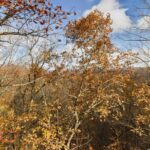 Property photo for land for sale in Newton County Arkansas