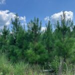 Property photo for land for sale in Bienville County Louisiana