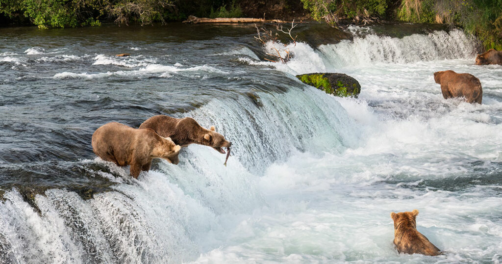 Bears and salmon; fish and wildlife agencies