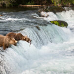 Bears and salmon; fish and wildlife agencies