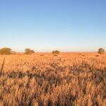 Property photo for land for sale in Lamb County Texas