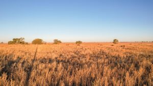 Property photo for land for sale in Lamb County Texas