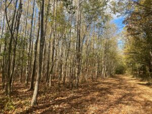 Property photo for land for sale in Hardin County Tennessee