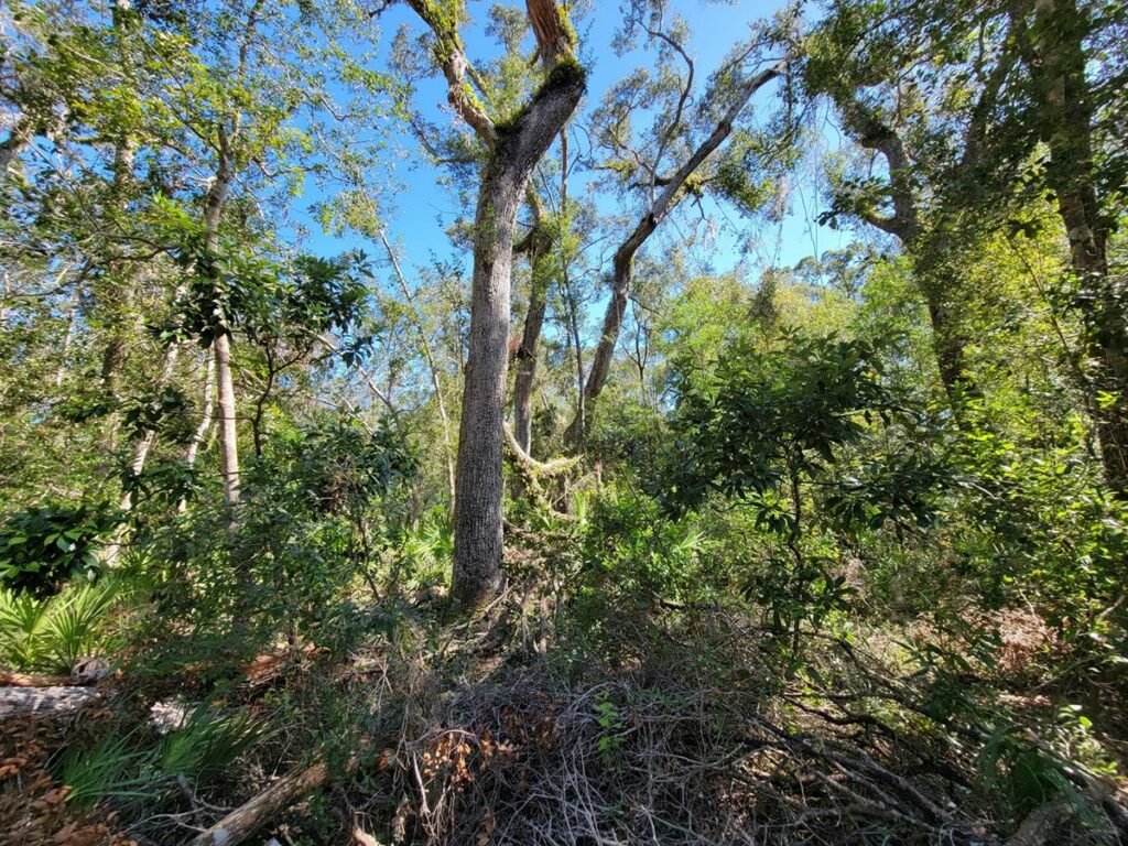 Property photo for land for sale in Dixie County Florida