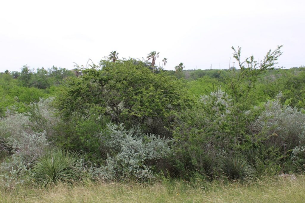 Property photo for land for sale in Live Oak County Texas