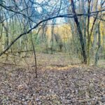 Property photo for land for sale in Stone County Arkansas