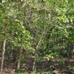 Property photo for land for sale in Ozark County Missouri