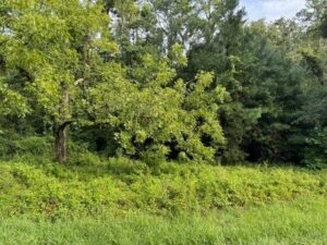 Property photo for land for sale in Hamilton County Florida