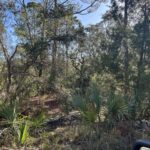 Property photo for land for sale in Dixie County Florida