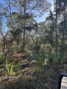 Property photo for land for sale in Dixie County Florida