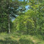 Property photo for land for sale in Ozark County Missouri