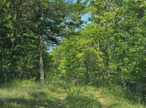 Property photo for land for sale in Ozark County Missouri