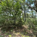 Property photo for land for sale in Gilchrist County Florida