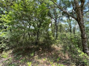 Property photo for land for sale in Gilchrist County Florida