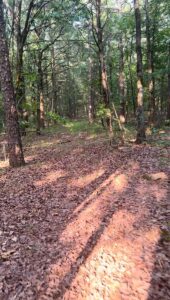 Property photo for land for sale in Scott County Arkansas