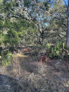 Property photo for land for sale in Dixie County Florida