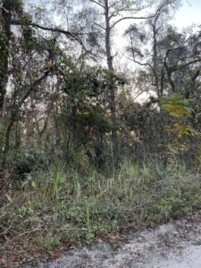 Property photo for land for sale in Gilchrist County Florida