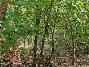 Property photo for land for sale in Ozark County Missouri