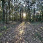 Property photo for land for sale in Upshur County Texas