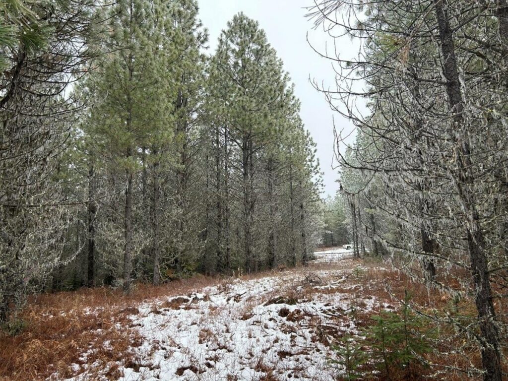 Property photo for land for sale in Clearwater County Idaho