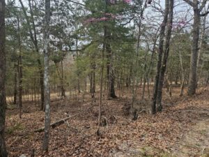 Property photo for land for sale in Ozark County Missouri