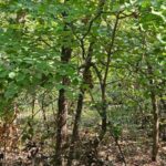 Property photo for land for sale in Ozark County Missouri