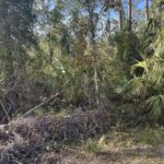 Property photo for land for sale in Dixie County Florida