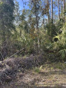 Property photo for land for sale in Dixie County Florida