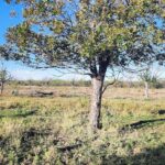 Property photo for land for sale in Irion County Texas