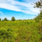 Property photo for land for sale in Lafayette County Florida