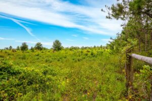 Property photo for land for sale in Lafayette County Florida