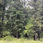 Property photo for land for sale in Sharp County Arkansas