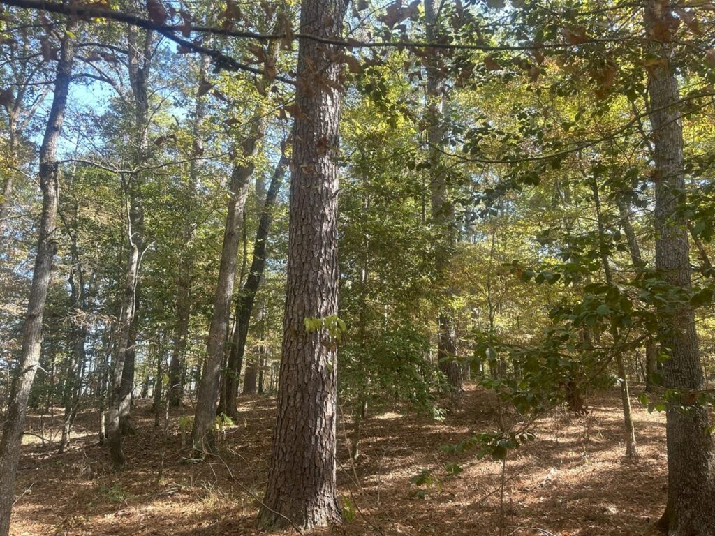 Property photo for land for sale in Clark County Arkansas