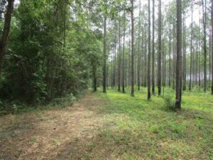 Property photo for land for sale in Jefferson County Florida