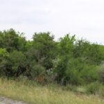 Property photo for land for sale in Live Oak County Texas