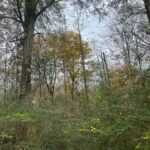 Property photo for land for sale in Morris County Texas