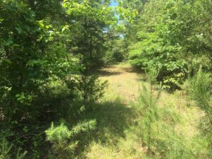 Property photo for land for sale in Izard County Arkansas