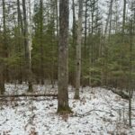 Property photo for land for sale in Montmorency County Michigan