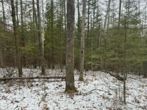 Property photo for land for sale in Montmorency County Michigan