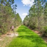 Property photo for land for sale in Pike County Mississippi