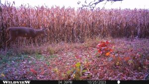 Property photo for land for sale in Waushara County Wisconsin