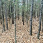 Property photo for land for sale in Izard County Arkansas