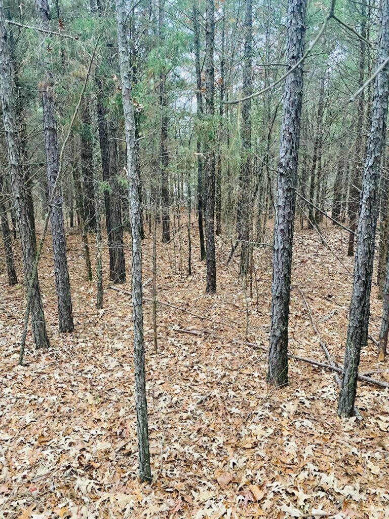 Property photo for land for sale in Izard County Arkansas